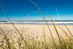 Beach dunes